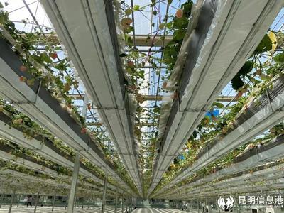呈貢寶珠梨、繡球花、草莓等農特產品亮相2023全國&ldquo;土特產&rdquo;集中推薦活動現場